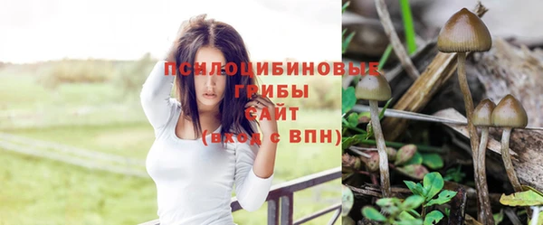 шишки Новозыбков